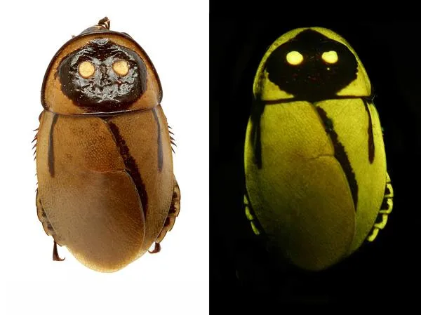 10 giống loài mới được phát hiện trong năm 2013 ảnh 2